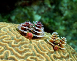 Two Christmas Tree Worms by Susan Beerman 